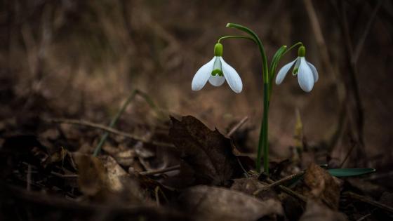 Wallpaper from flowers category