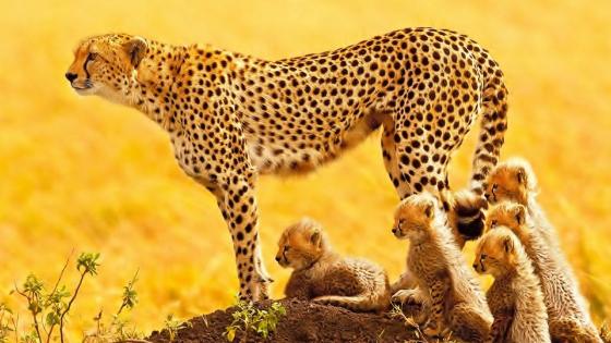 Cheetah Family in Golden Savanna wallpaper
