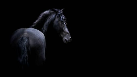 Horse wallpapers - backiee