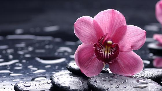 Pink orchid wallpaper