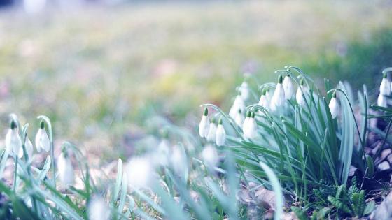 Snowdrops at spring wallpaper