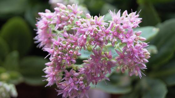 Pink flowers photography wallpaper