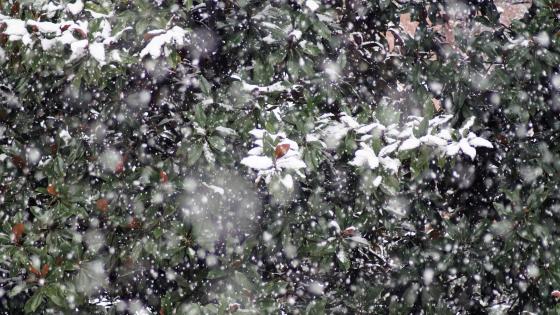 Snowing in the garden wallpaper