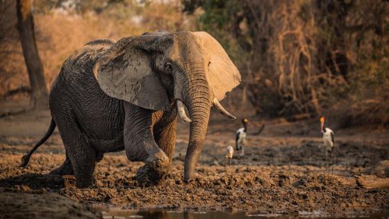 Beautiful elephant photography wallpaper