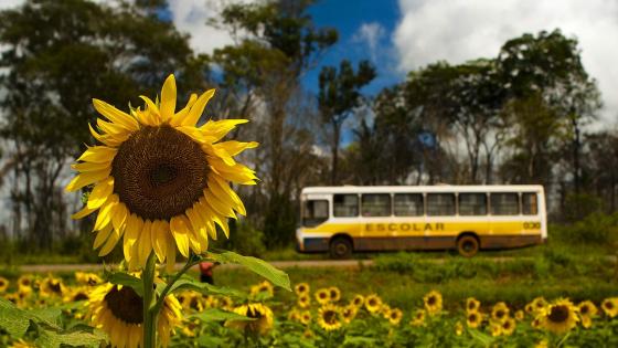 Sunflower field in Brazil wallpaper