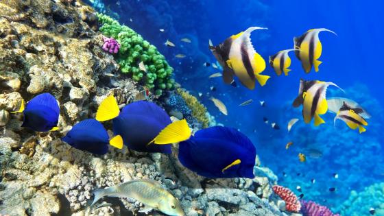 Coral reef with colorful fishes wallpaper