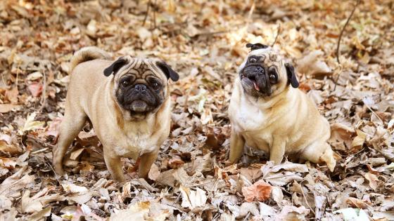 Funny pugs wallpaper