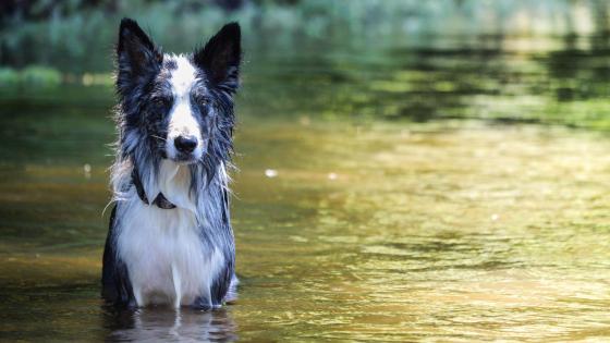 Border Collie in the river wallpaper