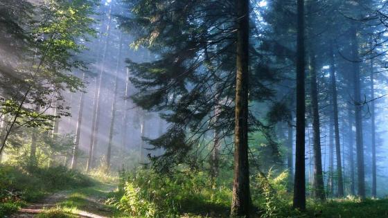 Sun rays in the forest wallpaper