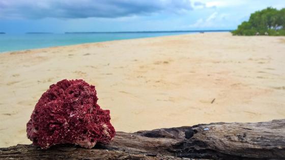 Red wallpapers - backiee