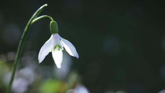 Snowdrop wallpaper