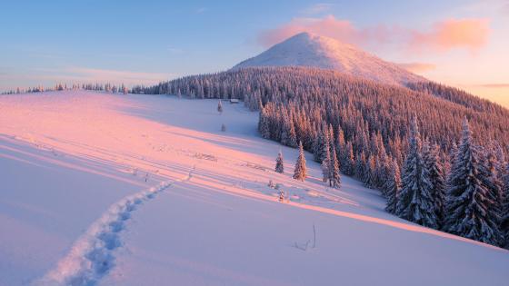 Sunny Carpathians - Ukraine wallpaper