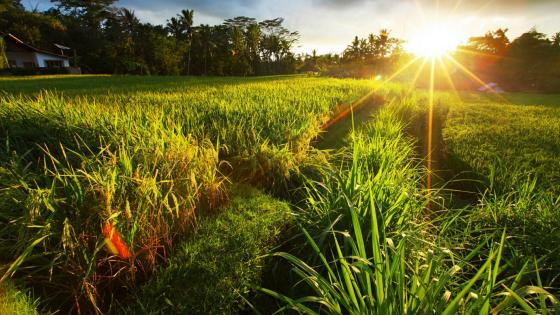 Vibrant Sunlit Grassland Beauty wallpaper