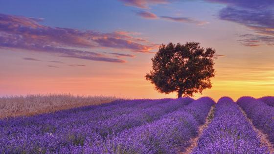 Oh, Provence ! by Microsoft | Wallpapers | WallpaperHub