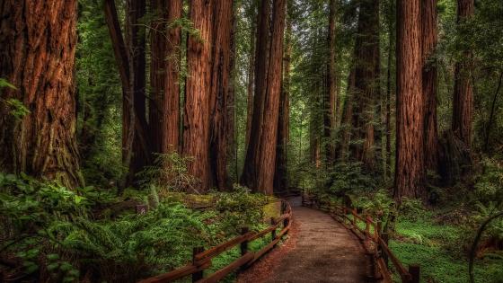 Muir Woods National Monument wallpaper
