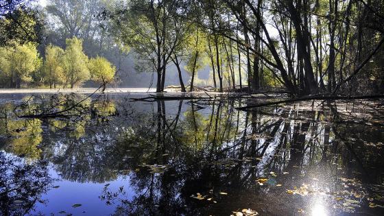 Serene Wetland Reflections in Nature wallpaper