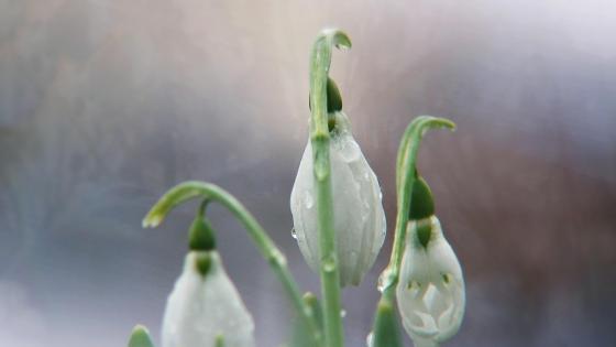 Hóvirág (Snowdrop from Hungary) wallpaper