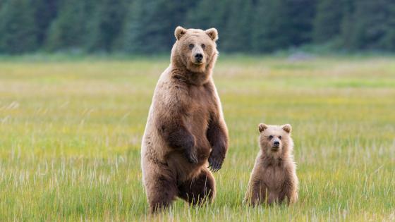 Bear Pair in the Wilderness - backiee