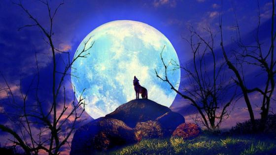 Mystical Moonlight Serenade wallpaper