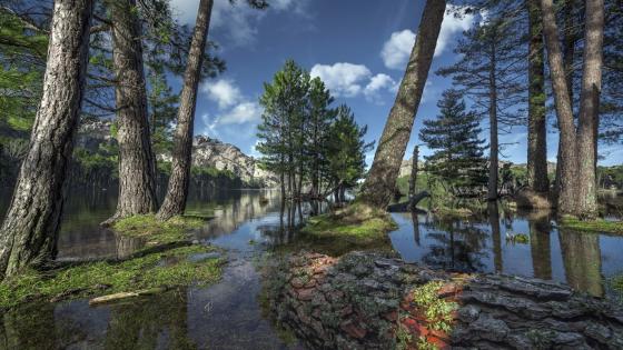 Bayou Wilderness Reflection wallpaper