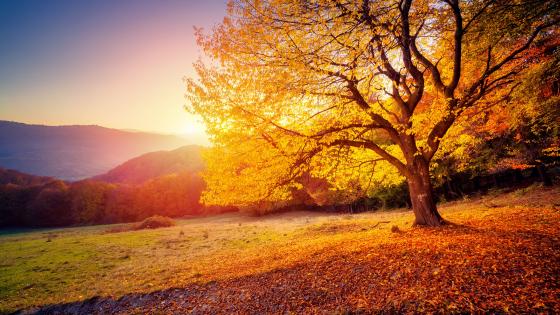 Autumn Glory at Sunrise wallpaper