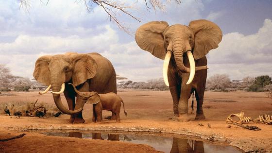 Elephants Strolling the Savanna wallpaper