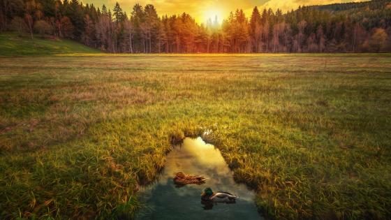 mandarin duck wallpaper