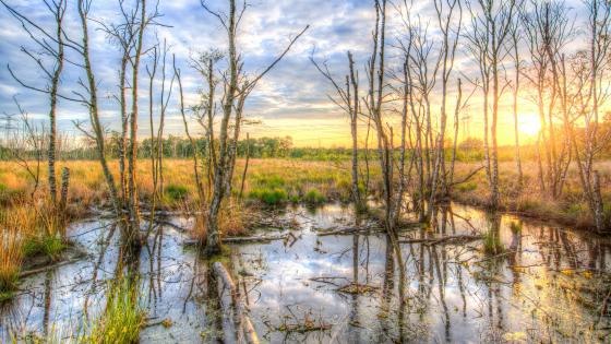 Sunrise reflection in the wetland wallpaper