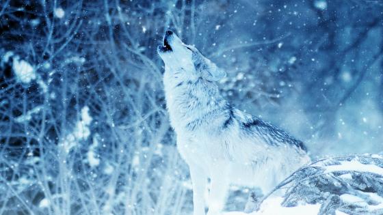 A howling wolf in the snowfall wallpaper