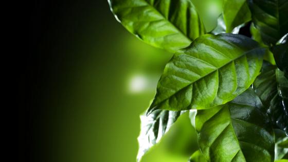 Coffee leaves wallpaper
