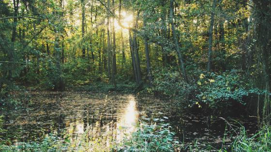 Forest wetland wallpaper