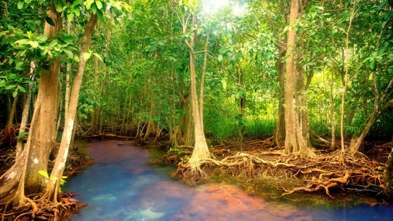 Mangrove forest wallpaper
