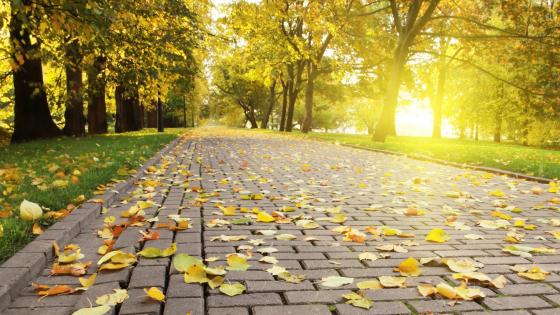 Autumn in Hanoi wallpaper