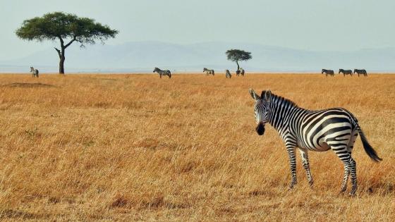 Maasai Mara National Reserve wallpaper