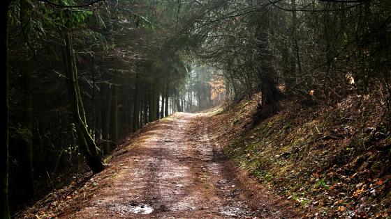 Woodland Serenity on a Forest Trail wallpaper
