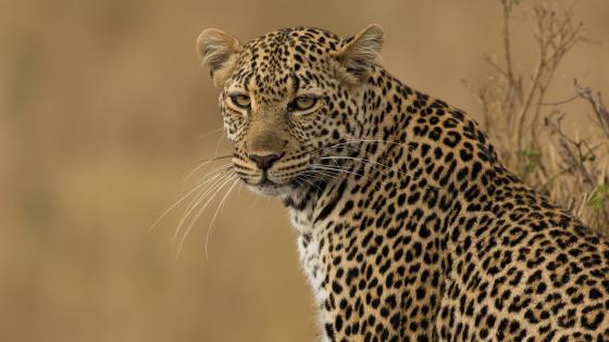 Majestic African Leopard in the Wild wallpaper