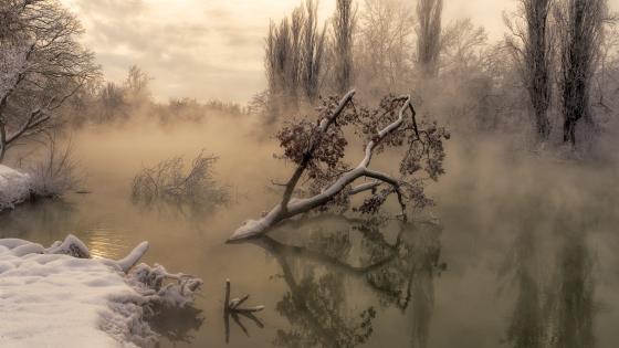 Foggy winter swamp wallpaper