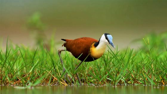 Bird in a swamp wallpaper