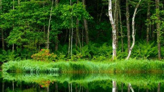 Riparian forest wallpaper