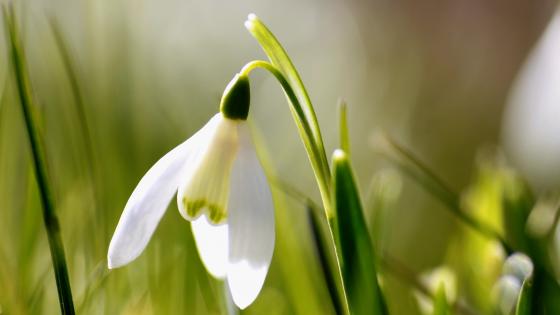 Blurry snowdrop flower wallpaper