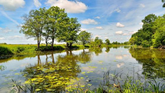 Tranquil Reflections in a Freshwater Marsh wallpaper