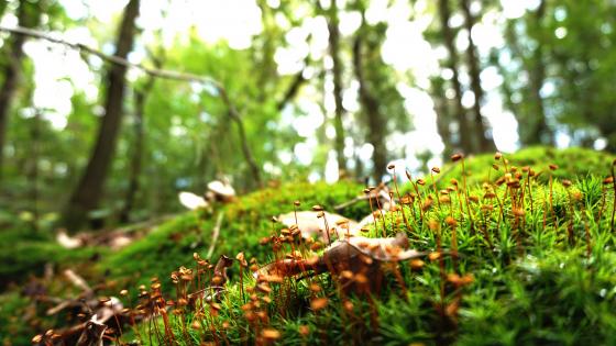 Lush Green Moss in Forest Floor Beauty wallpaper