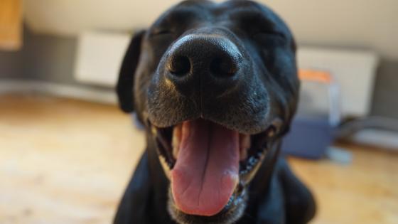 Joyful Canine Blissful Moment wallpaper