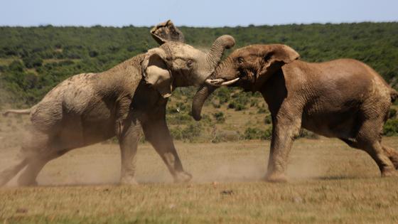 Bull Elephants Fighting wallpaper