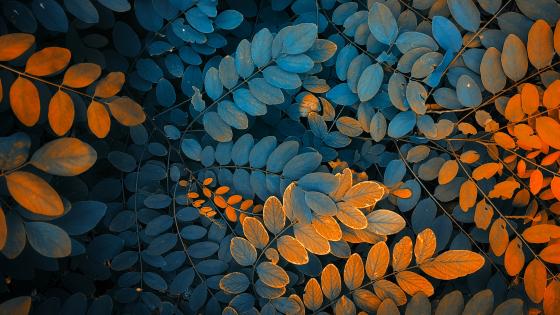 Autumn Hues in Leafy Wallpaper wallpaper