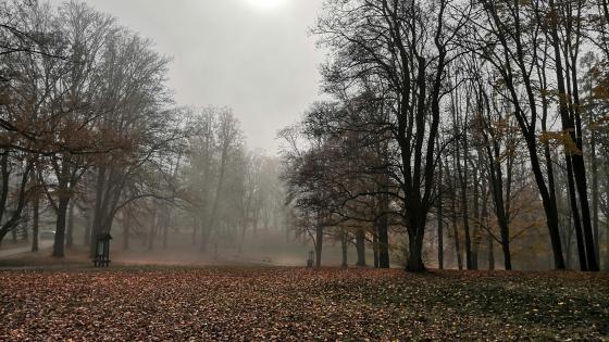 Autumn trees wallpaper