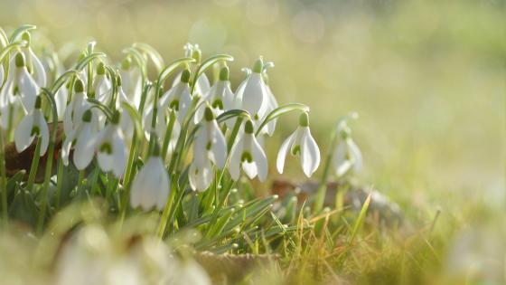 Springtime Serenity with Snowdrops wallpaper