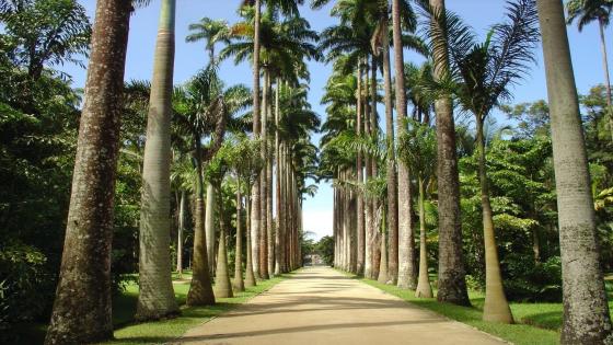 Jardim Botânico-RJ wallpaper