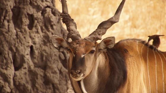 Antilope wallpaper