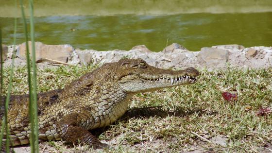 Crocodiles at the water hole wallpaper